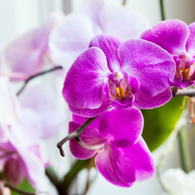 blume